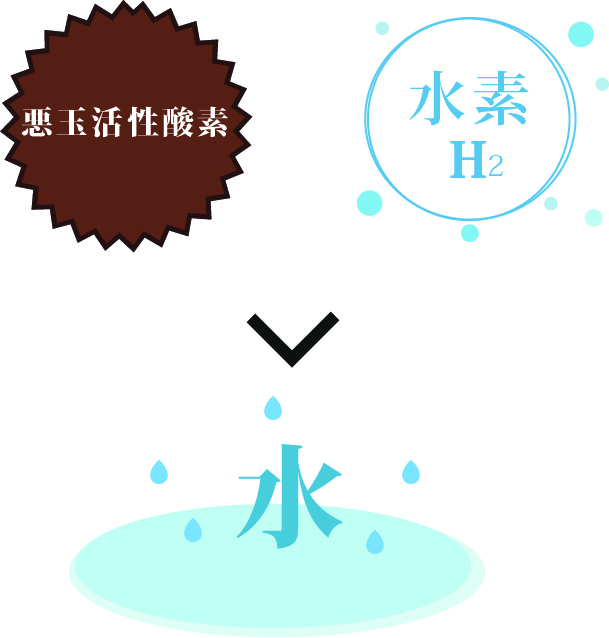 老化の原因悪玉活性酸素を除去